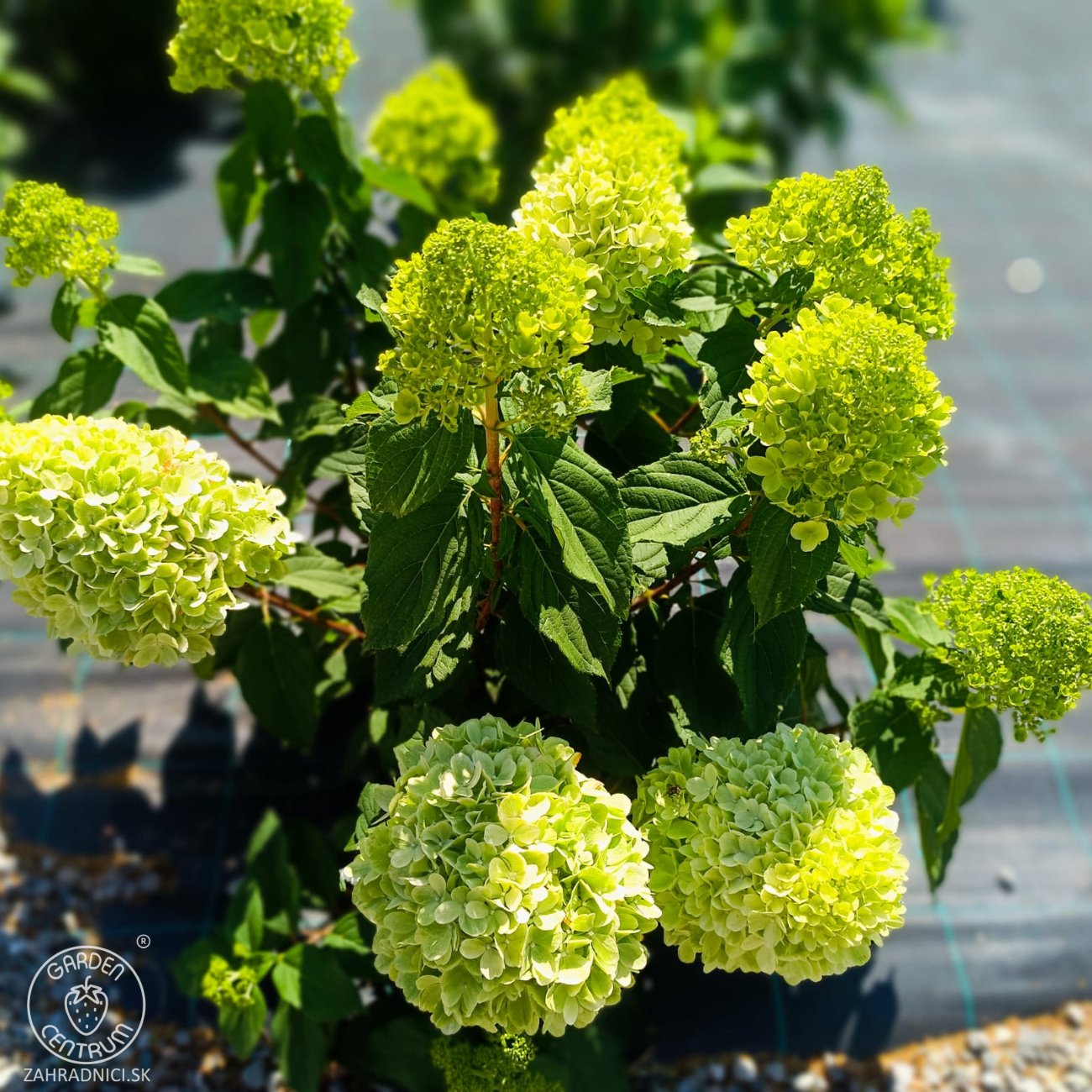 Obrázok Hortenzia metlinatá (Hydrangea paniculata) ´PASTEL GREEN´® - výška 20-40 cm, kont. C2L